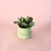 Maranta Amabilis Mint Mini maceta