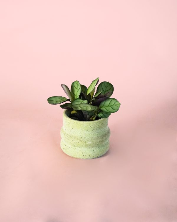 Maranta Amabilis Mint Mini maceta