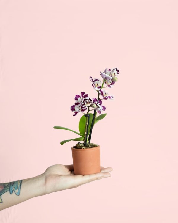 Mini Orquídea Bicolor maceta
