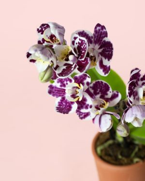 Mini Orquídea flor bicolor
