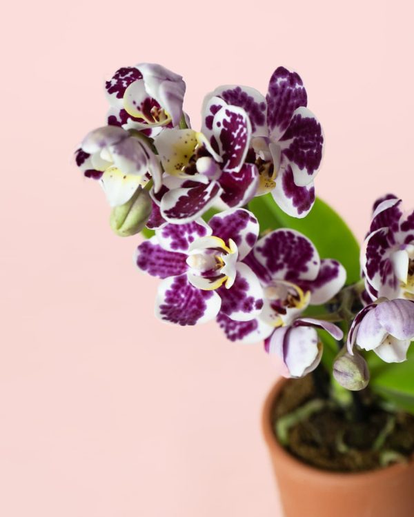Mini Orquídea flor bicolor