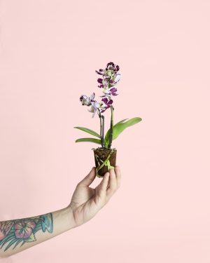 Mini Orquídea Bicolor