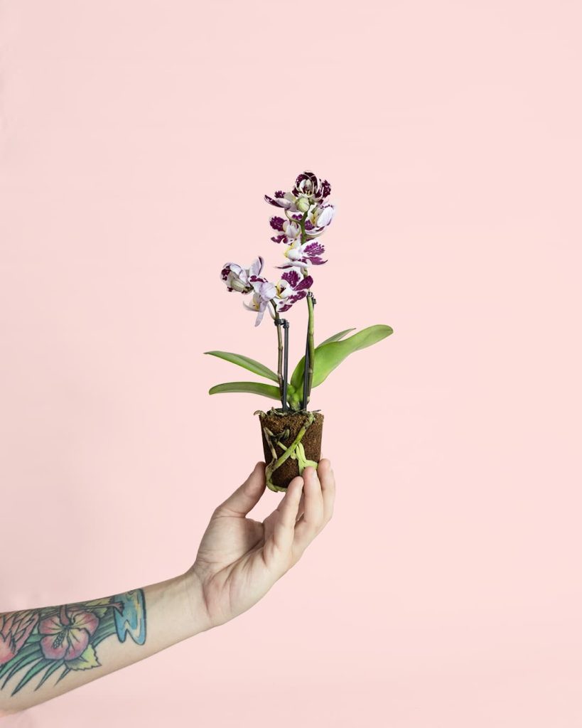 Mini Orquídea Bicolor