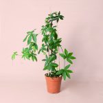 Passiflora