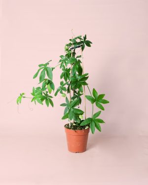 Passiflora