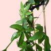 Passiflora hojas