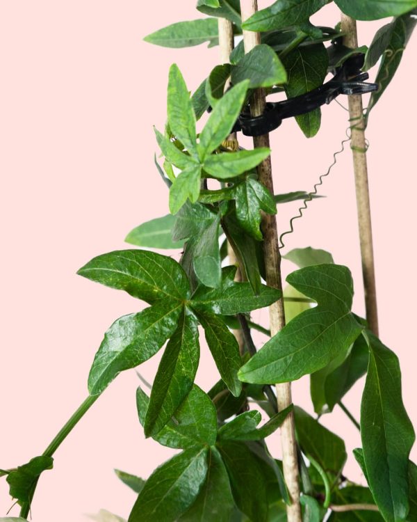Passiflora hojas