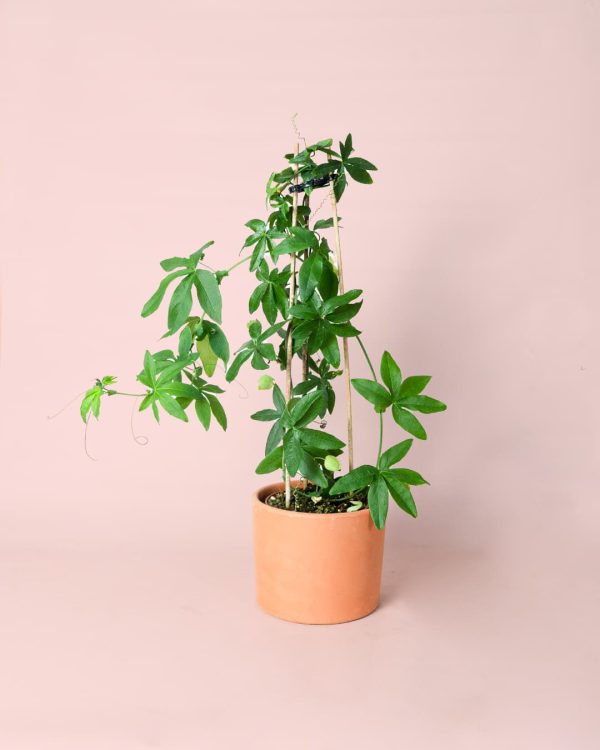 Passiflora maceta