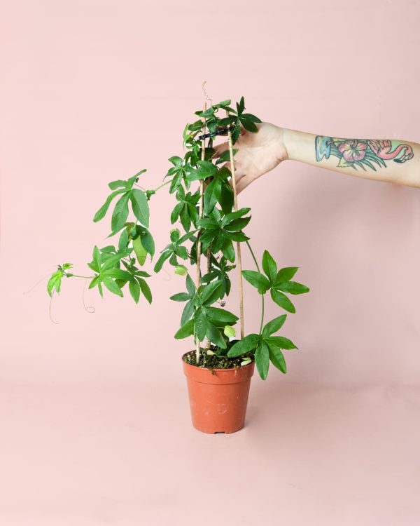Passiflora planta