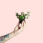 Peperomia Pepperspot Mini