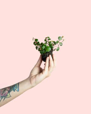 Peperomia Pepperspot Mini