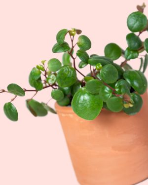 Peperomia Pepperspot Mini hojas