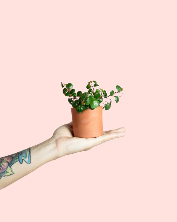 Peperomia Pepperspot Mini maceta