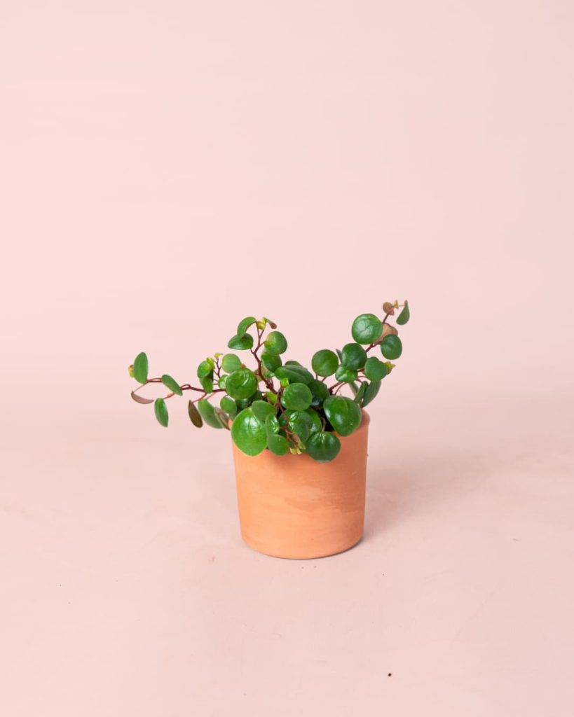 Peperomia Pepperspot Mini planta