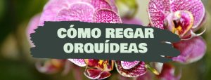 como regar orquideas