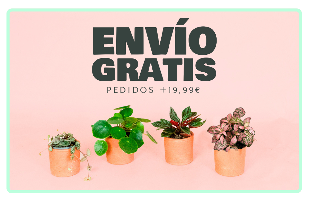 envio gratis