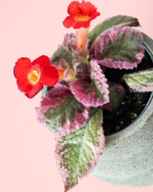 episcia pink hojas