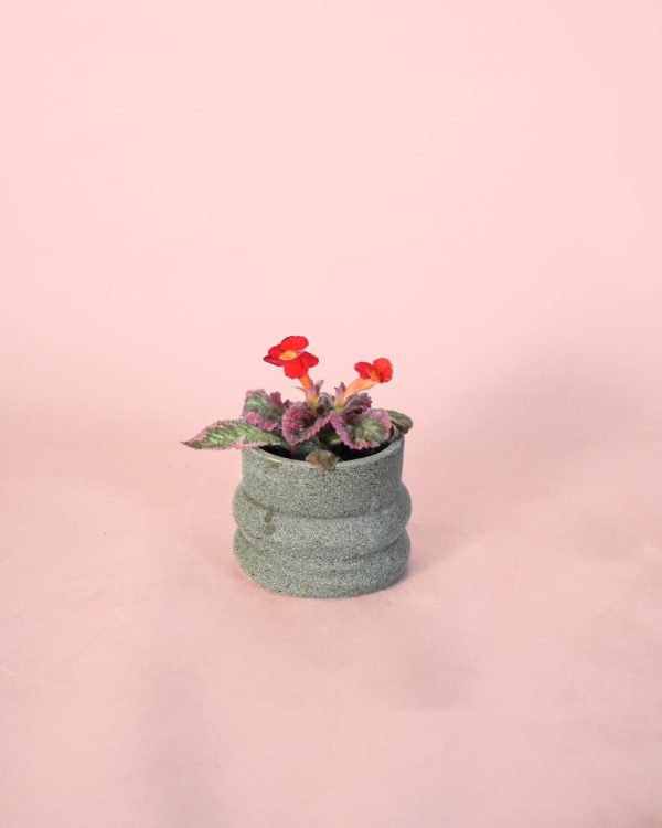 episcia pink maceta