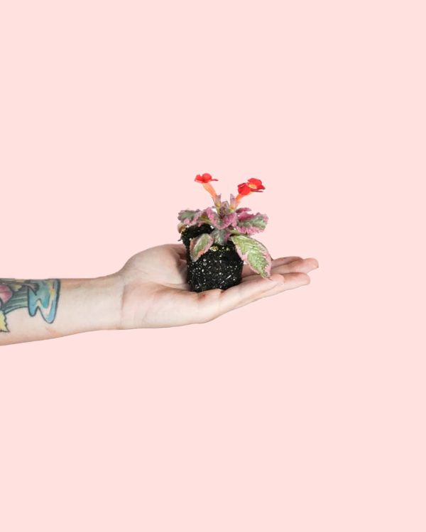 episcia pink planta