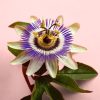 flor passiflora