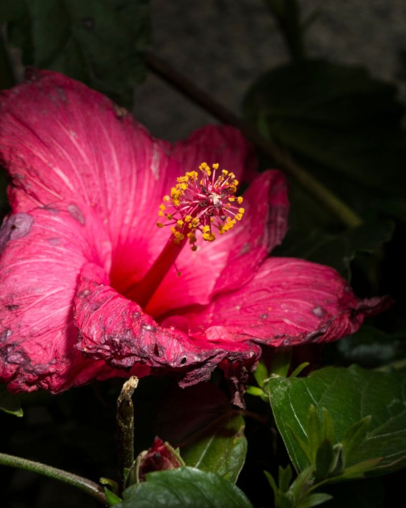 hibiscus hojas mustias (1)