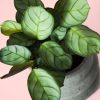 maranta amabilis mint mini hojas