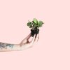 maranta amabilis mint mini planta