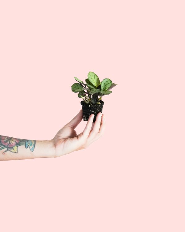 maranta amabilis mint mini planta