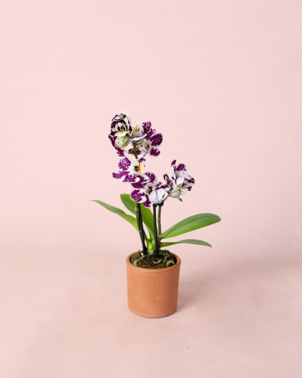 mini orquidea bicolor con maceta