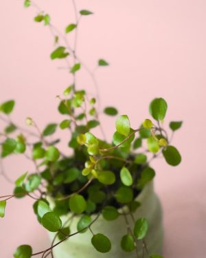 muehlenbeckia complexa maori hojas