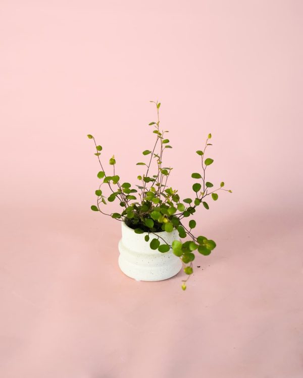 muehlenbeckia complexa maori maceta