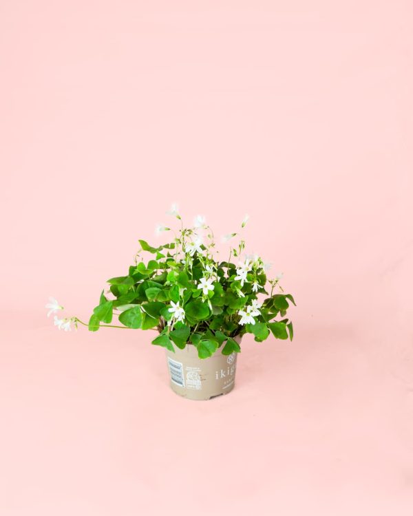 oxalis verde