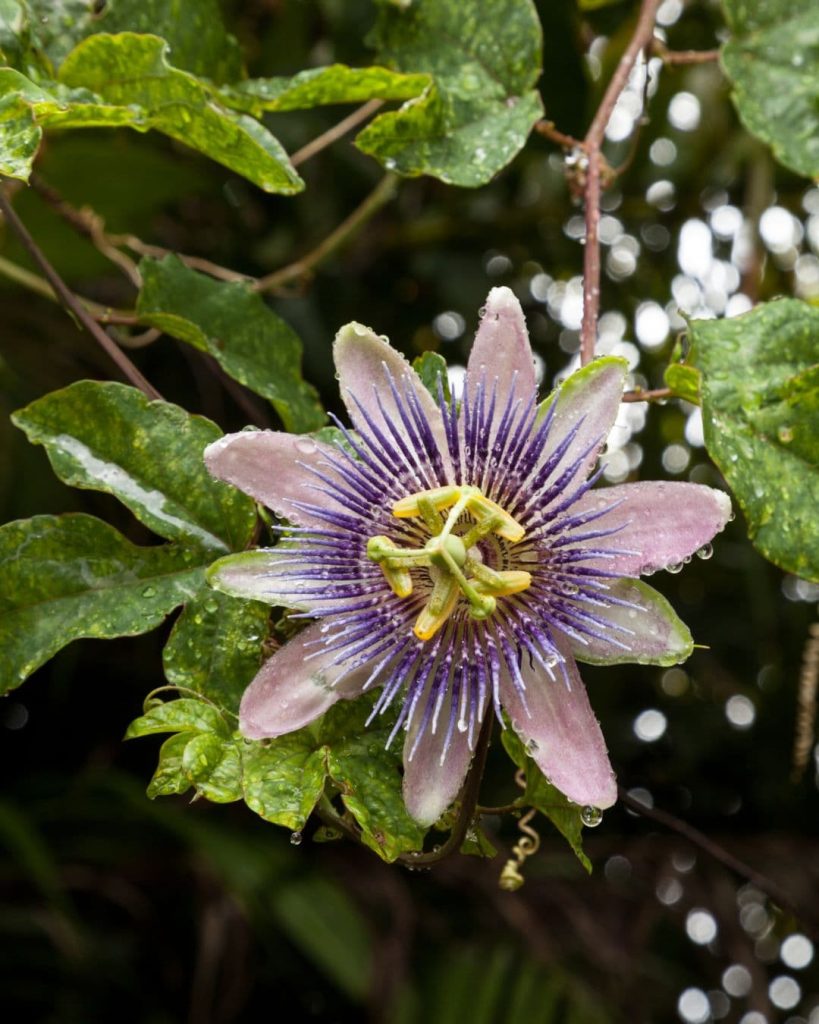 passiflora