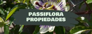 passiflora propiedades y beneficios