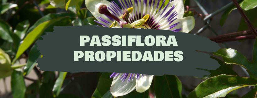 passiflora propiedades y beneficios
