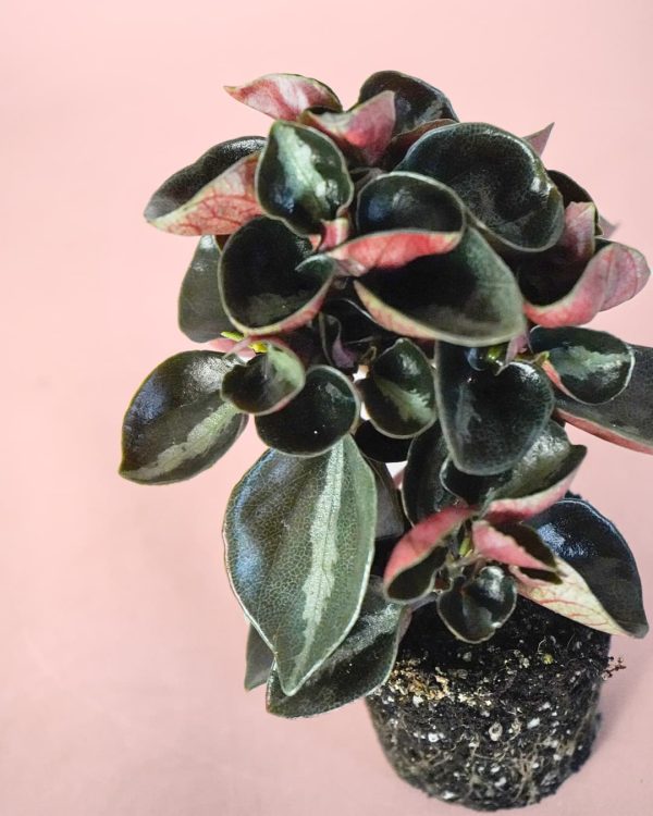 peperomia albovittata colombiana hojas