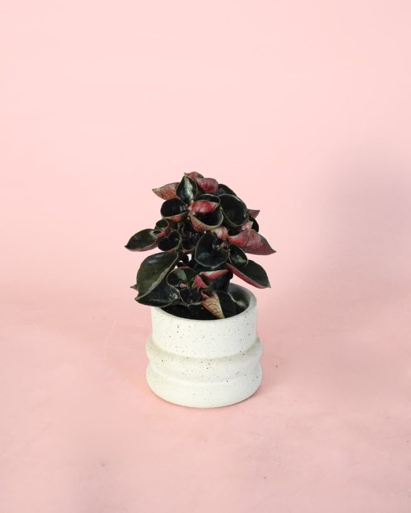 peperomia albovittata colombiana maceta