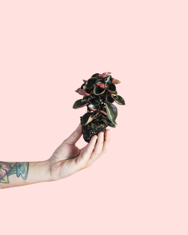 peperomia albovittata colombiana planta