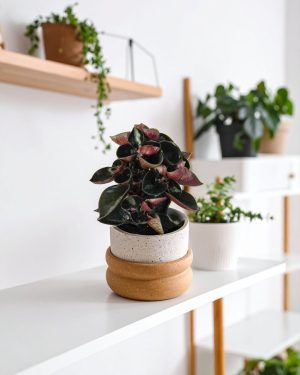 peperomia colombiana mini estanteria