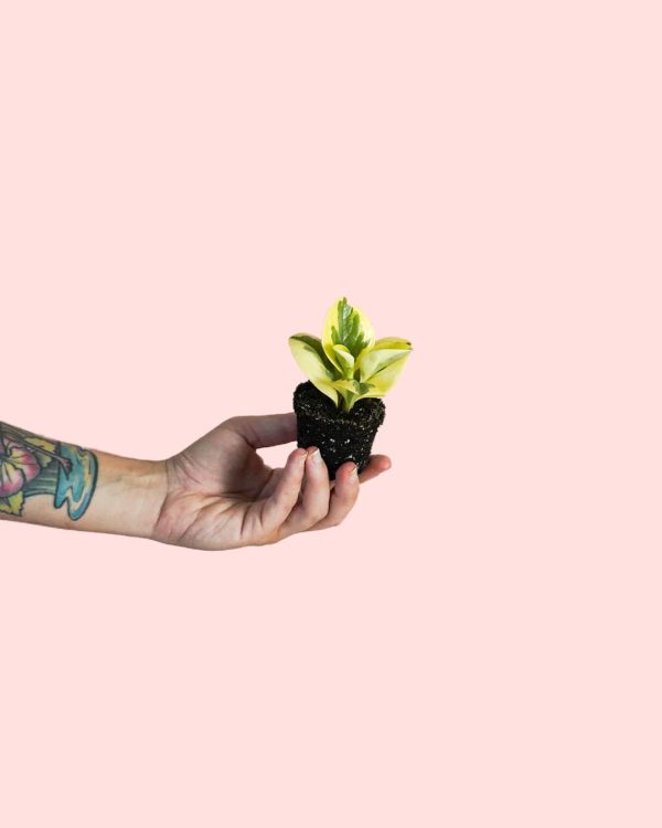 peperomia obtipan bicolor
