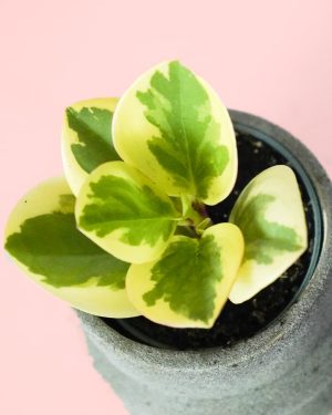 peperomia obtipan bicolor hojas