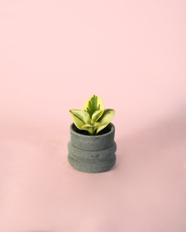 peperomia obtipan bicolor maceta