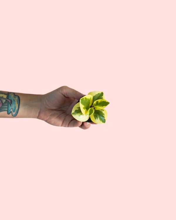 peperomia obtipan bicolor planta