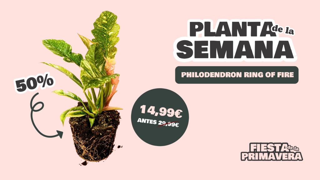 planta de la semana philodendron ring of fire