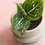 Aglaonema Green Mini hoja