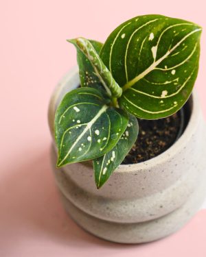 Aglaonema Green Mini hoja