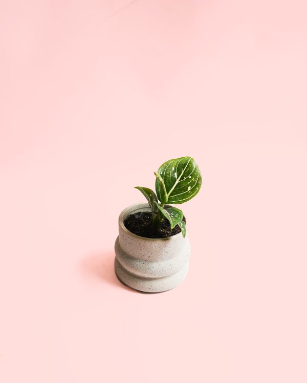 Aglaonema Green Mini maceta