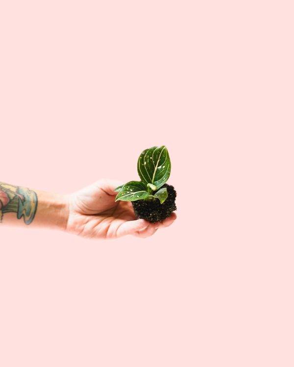 Aglaonema Green Mini planta