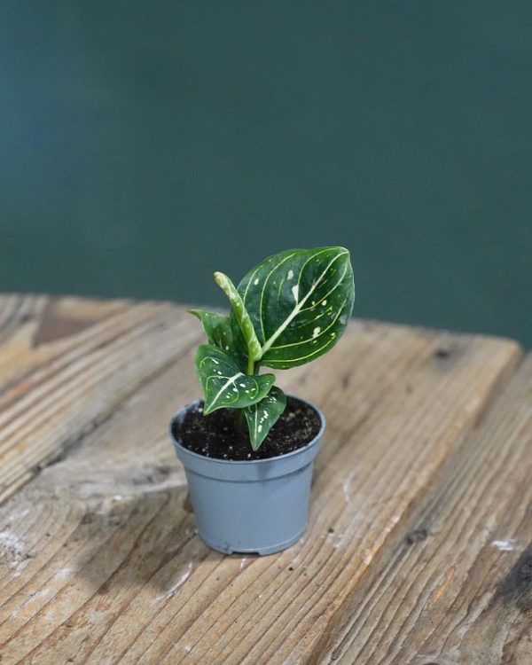 Aglaonema Green Mini real