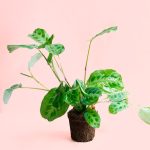 Maranta Leuconeura Kerchoveana